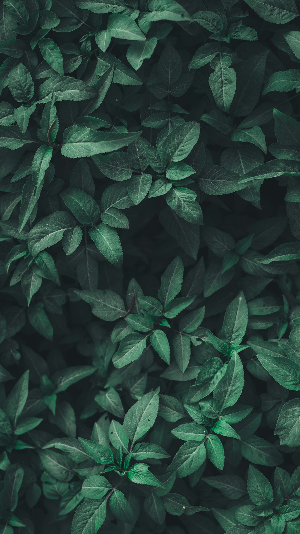 Indian Green Building Council
